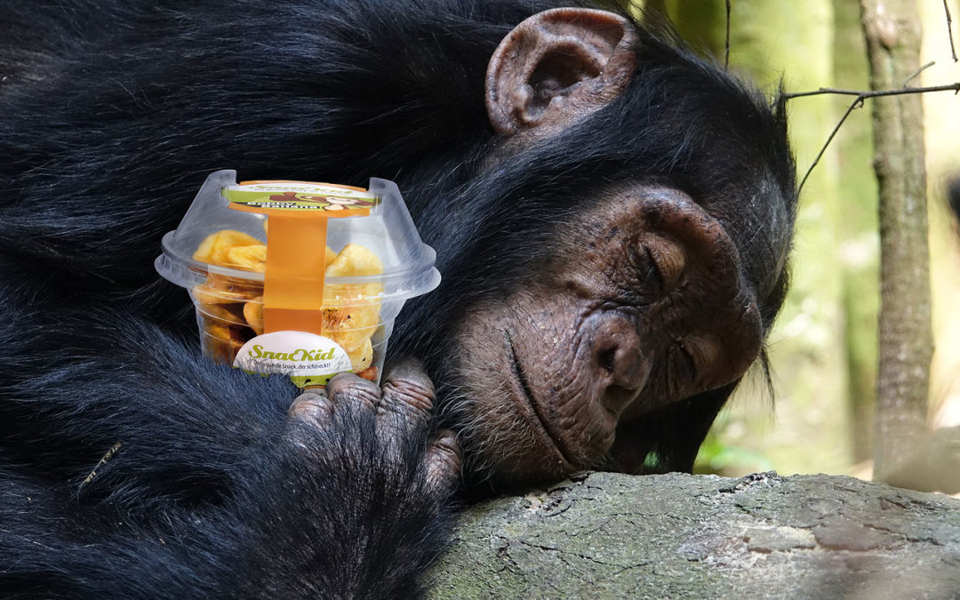 Was essen Affen? – Ein Steckbrief zum afrikanischen Schimpansen
