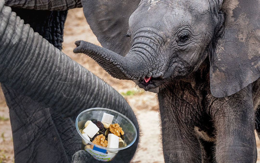 Unser Elefanten Steckbrief: Erfahre alles über Lebensraum & Nahrung